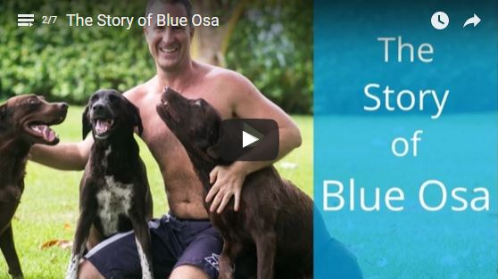 The Story of Blue Osa