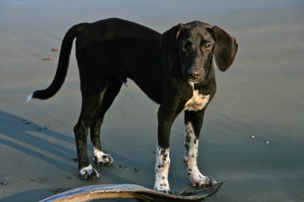 Territorio de Zaguates How One Dog