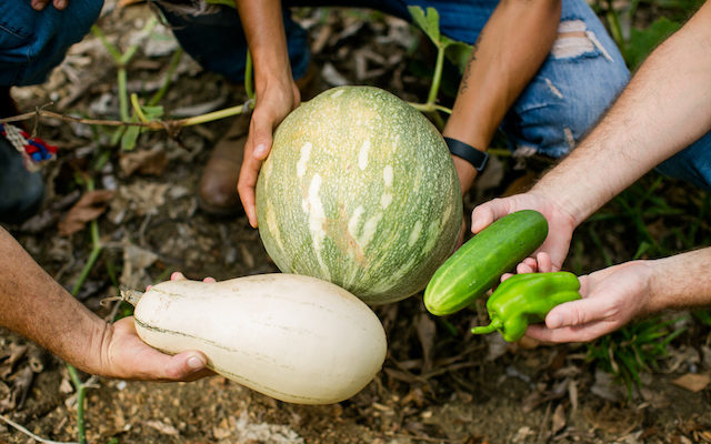 The Garden of Karma: Let the Seed Take