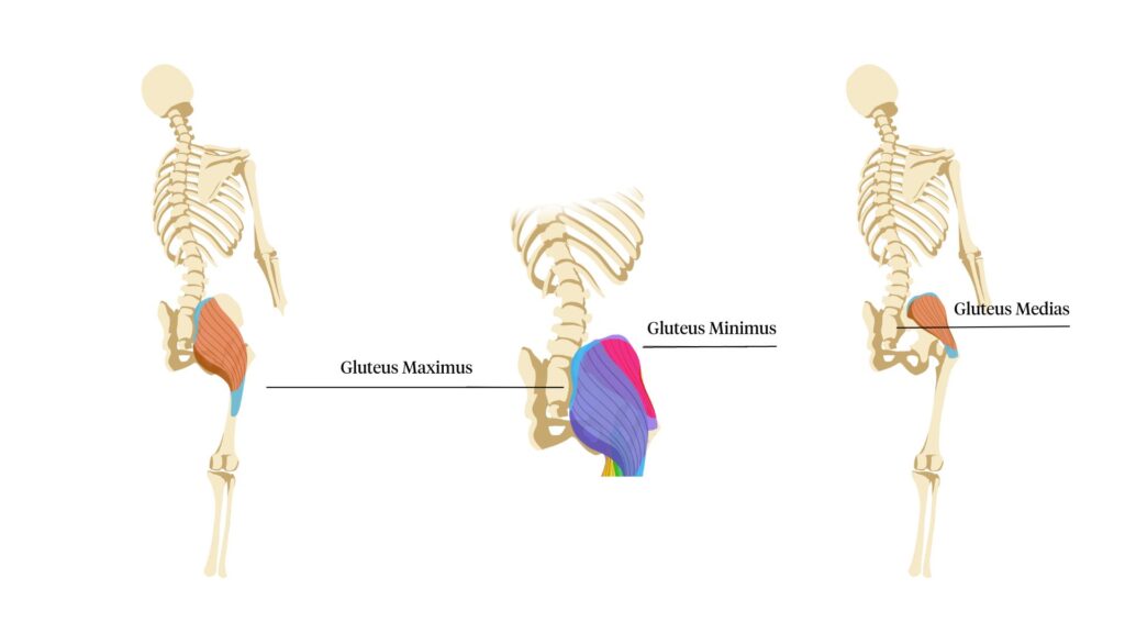 Gluteus Minimus, Medias, and Maximus in Lineart drawing