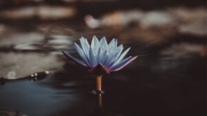 A white lotus growing up out of a pond