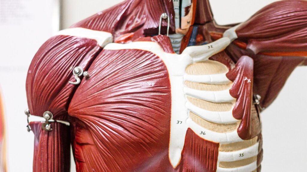 close up image of muscle anatomy around the shoulder joint