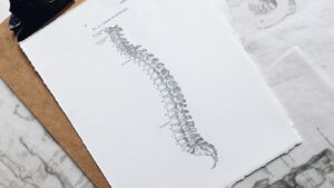 Anatomical drawing of a spine