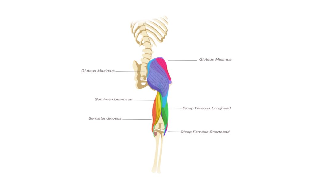 An anatomy picture of the Hip Extensor muscles. This image comes from Yogi Aaron's book: Stop Stretching