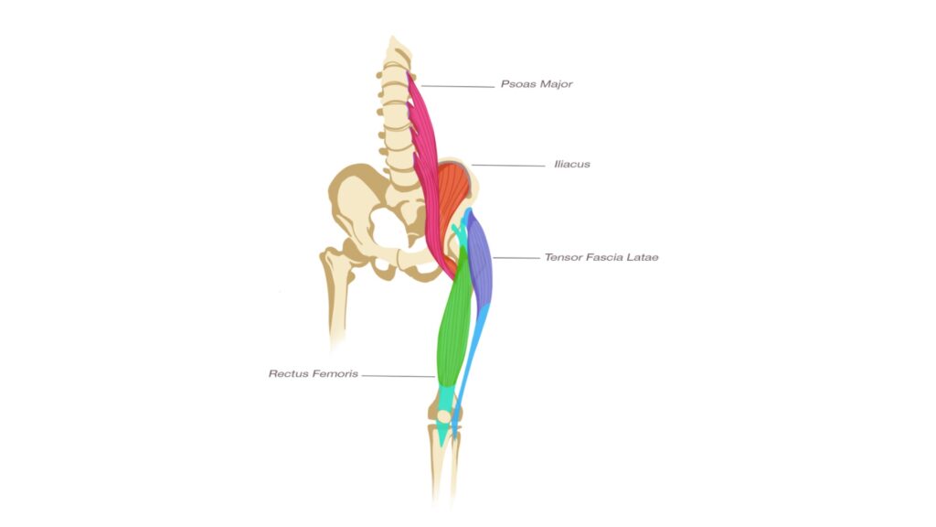 An anatomy picture of the Hip Flexors muscles. This image comes from Yogi Aaron's book: Stop Stretching