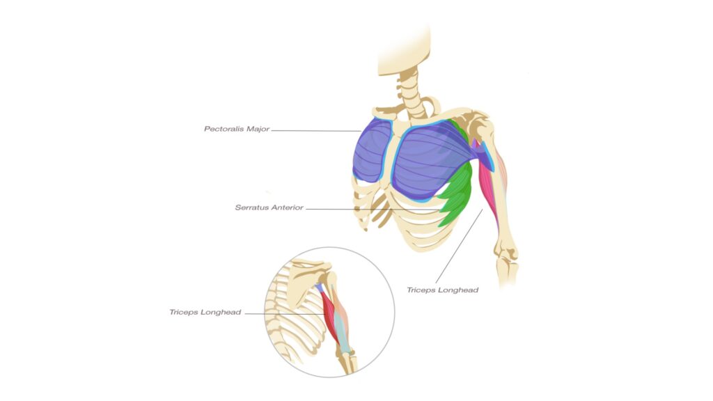 An anatomy picture of the shoulder muscles. This image comes from Yogi Aaron's book: Stop Stretching
