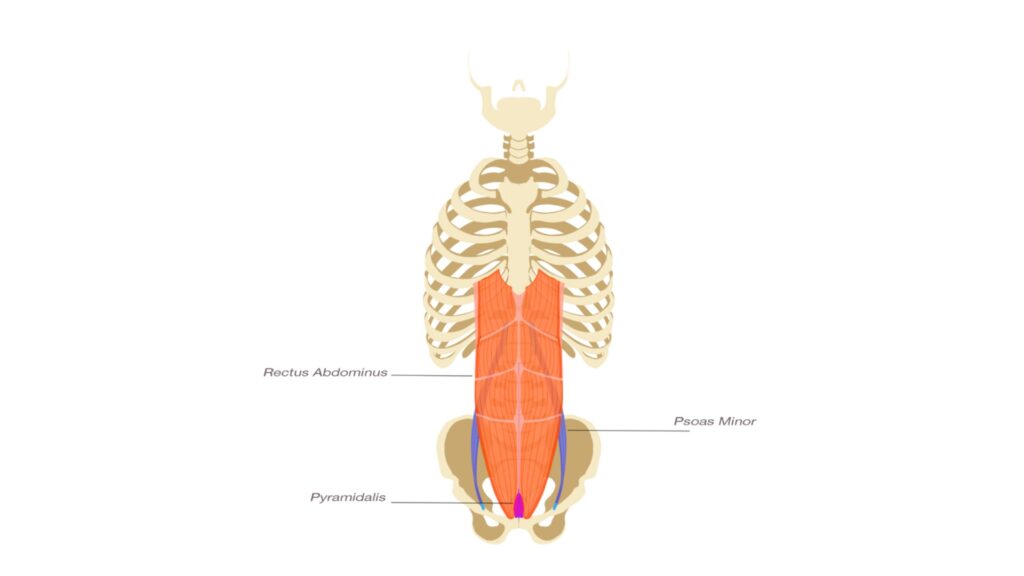 An anatomy picture of the Trunk Flexor muscles. This image comes from Yogi Aaron's book: Stop Stretching