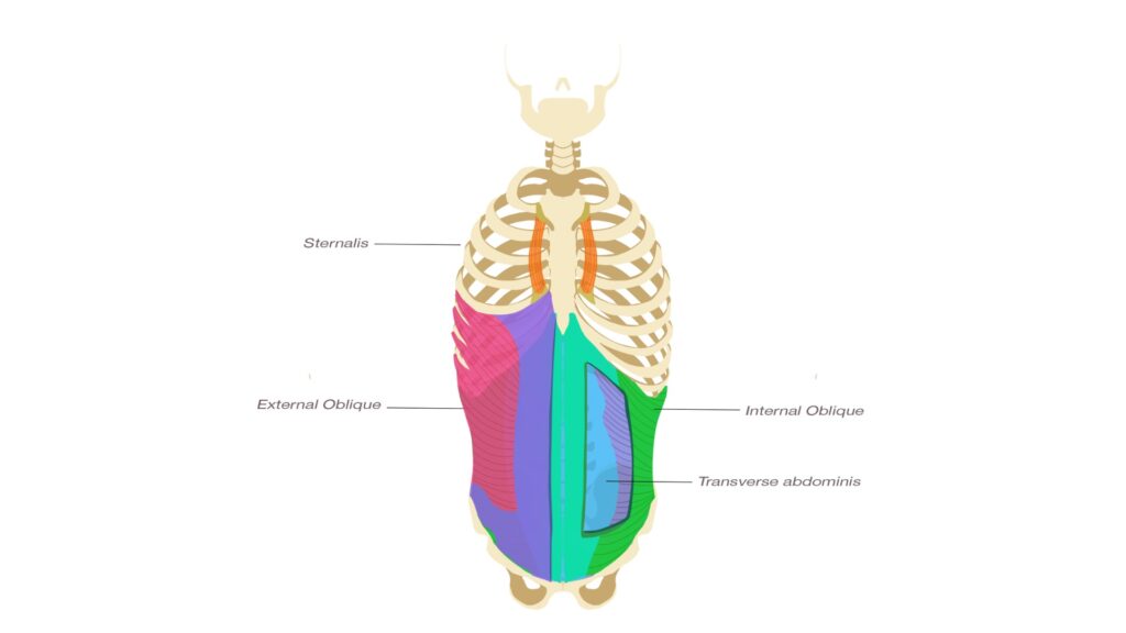 An anatomy picture of the Trunk Rotator muscles. This image comes from Yogi Aaron's book: Stop Stretching